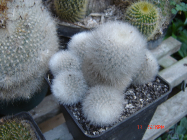 jdv1359760016q.JPG