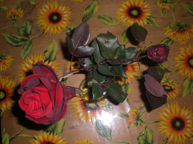 jdv1361111314b.JPG