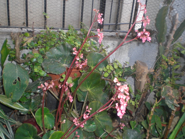 jdv1363367736d.JPG