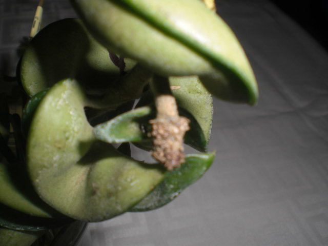 jdv1368797020w.JPG