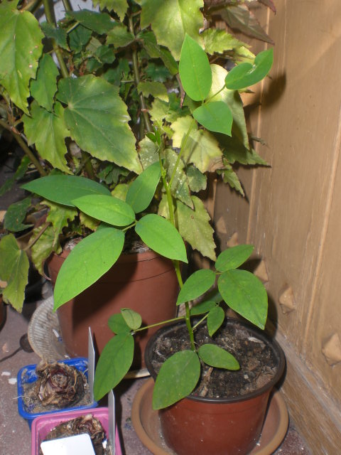 jdv1371657658n.JPG