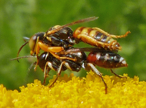 jdv1375090058w.jpg