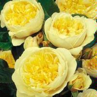 jdv1379514959h.jpg