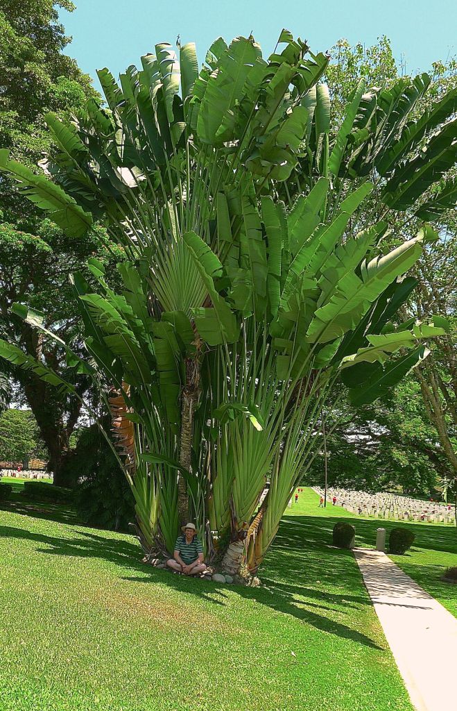 jerry-w-strelitzia-nicolai-bomana-commonwealth-war-grave-6.jpg
