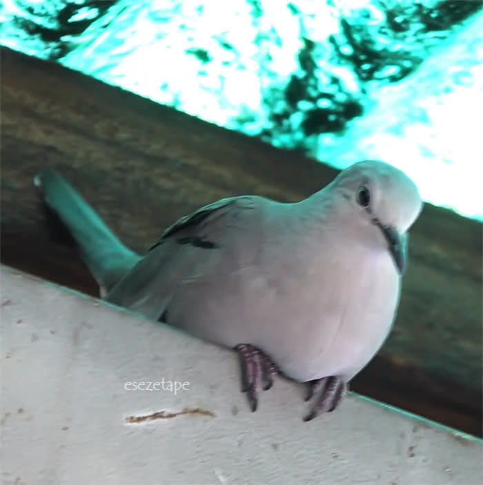 jievjm.jpg