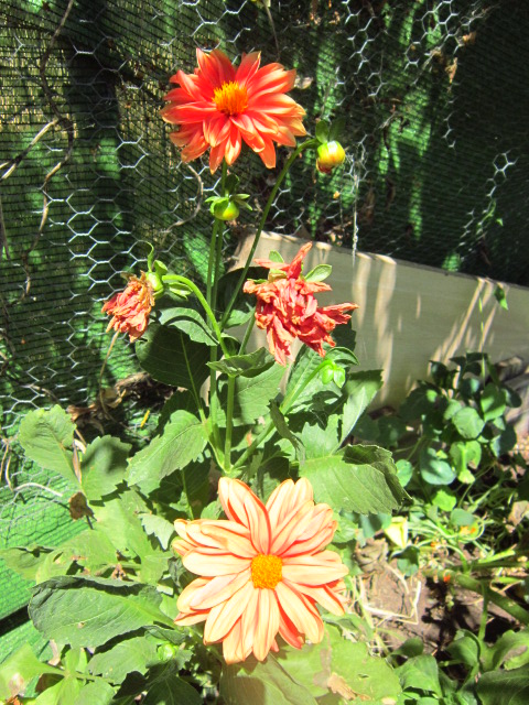 JJ7IMG34714PG.jpg