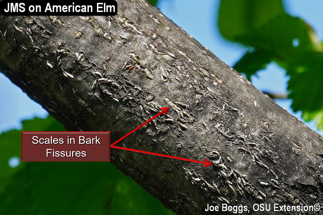 JMS%20Bark%20Fissures.jpg
