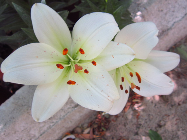 jneIMG3450hv4.jpg