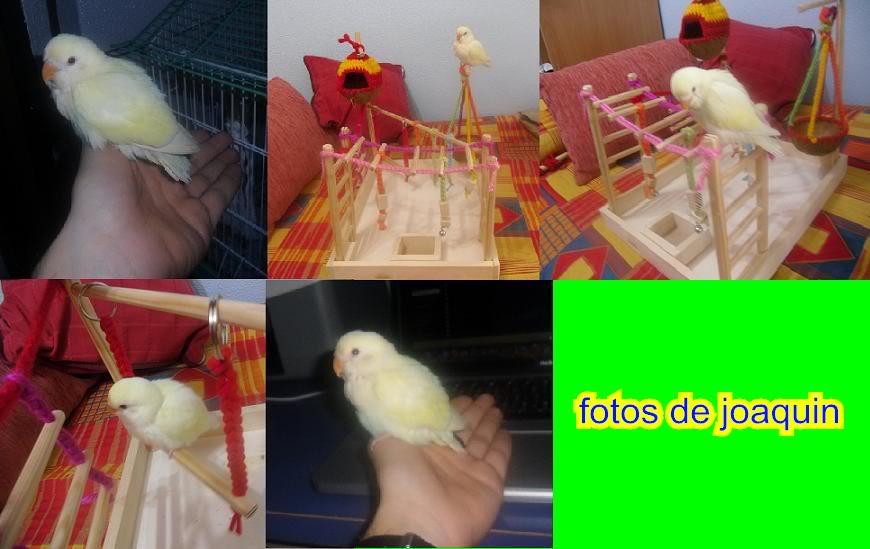 joaquinfotos.jpg