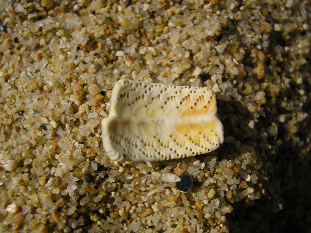 joiaSurf_089.jpg