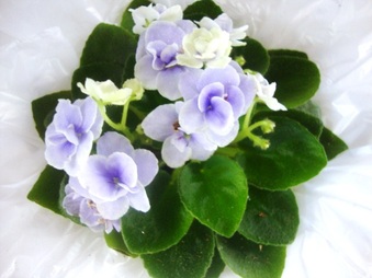 Joly%20Orchid%20plant%20101227.JPG