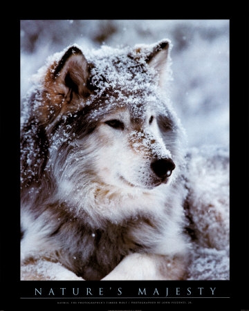 JP0701~Lobo-gris-Posteres.jpg