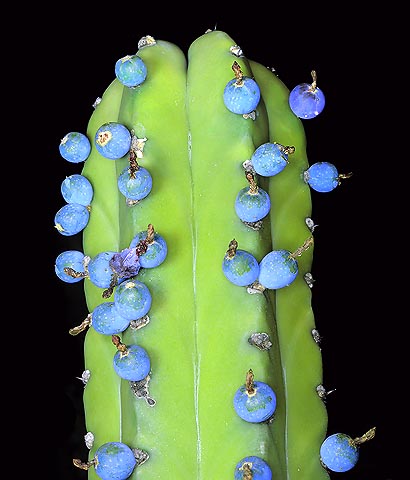 jpg_Myrtillocactus_geometrizans.jpg