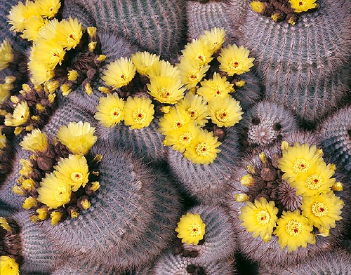 jpg_Notocactus_scopa.jpg