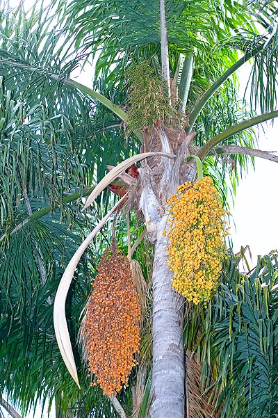jpg_Syagrus_romanzoffiana_con_frutti.jpg