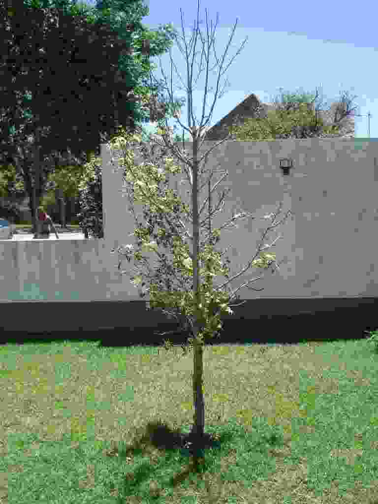 jsmse9.jpg
