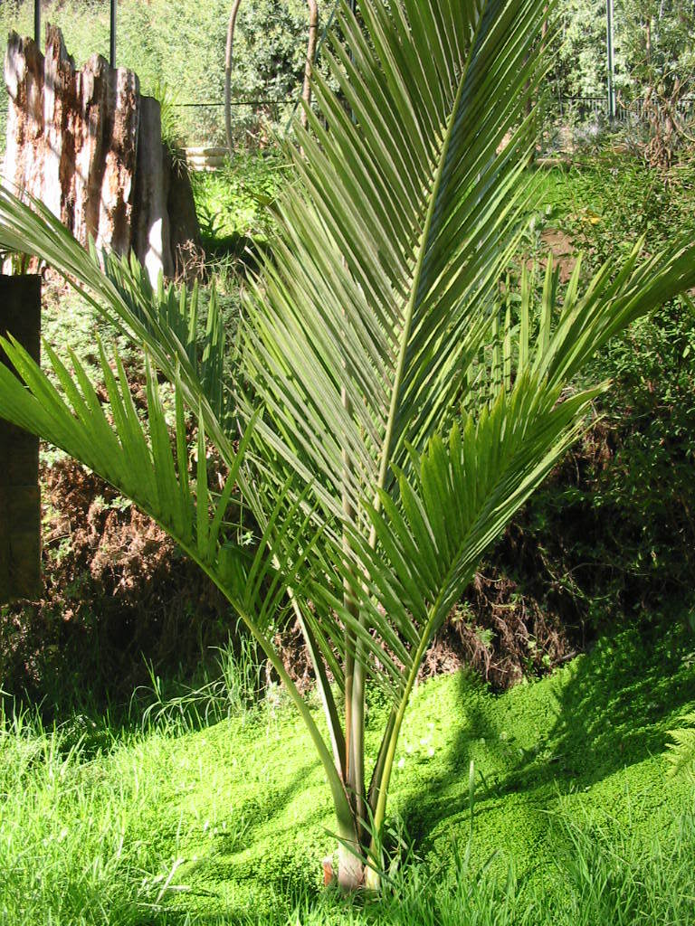 Juania_australis01.jpg