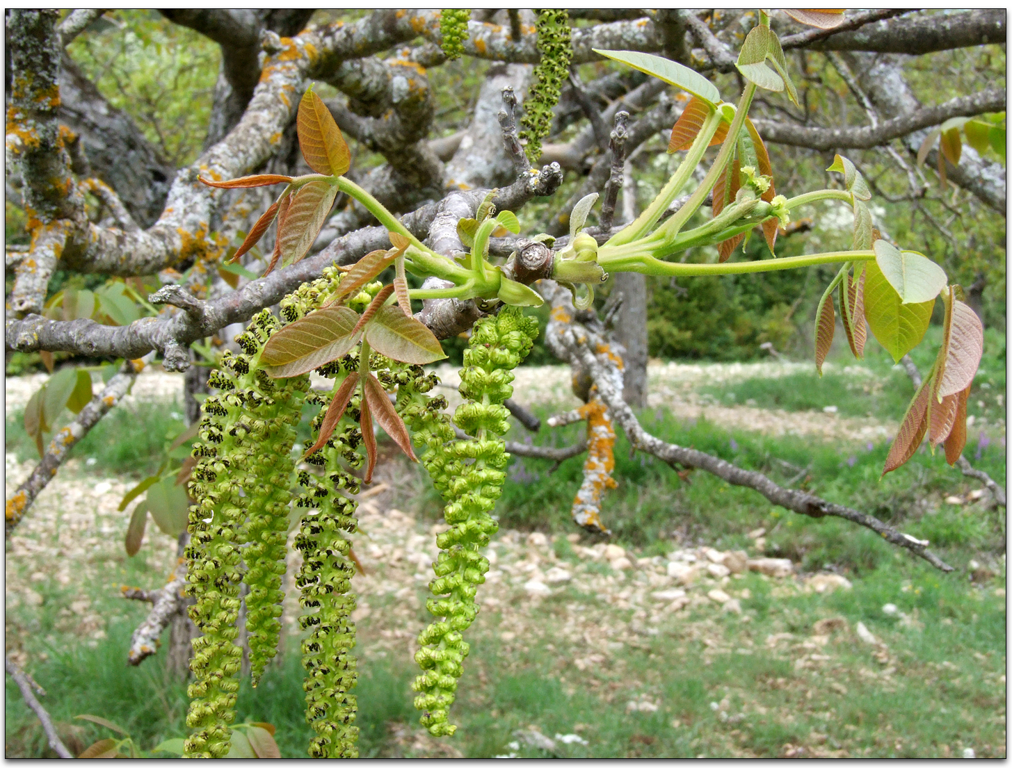juglans+regia2.jpg
