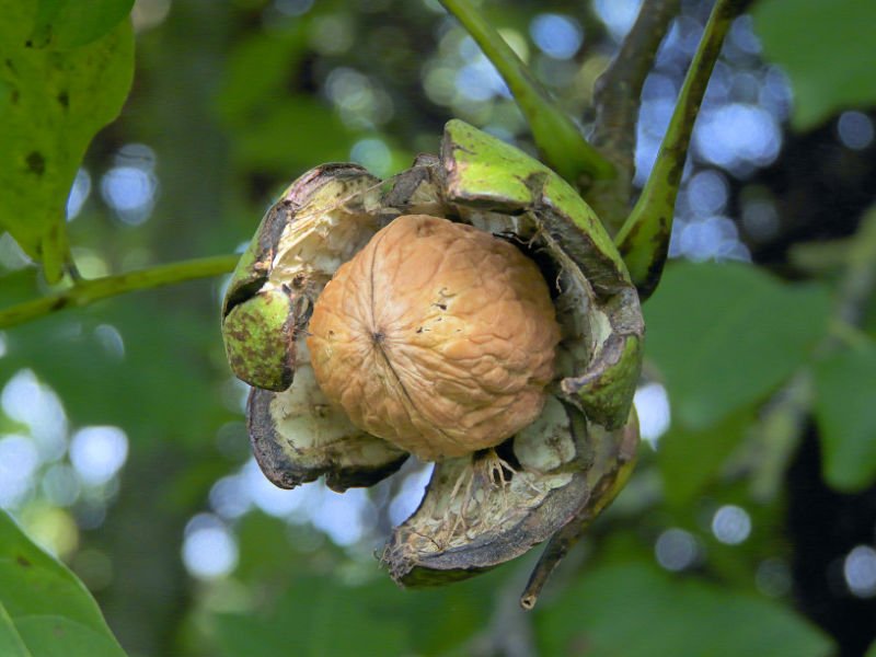 Juglans_Regia.jpg