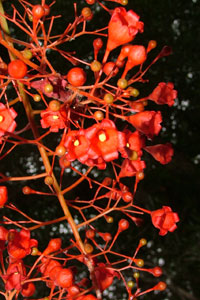 Juillet-Brachichiton-acerifolium-.jpg