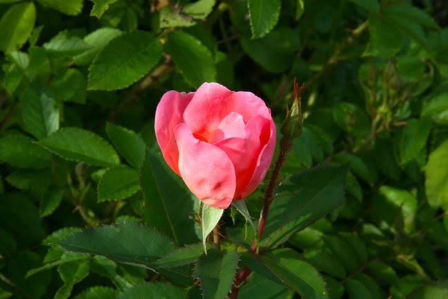 Juillet011700-2010006.jpg