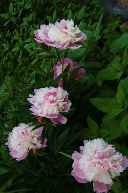 Juillet011700-2010019.jpg