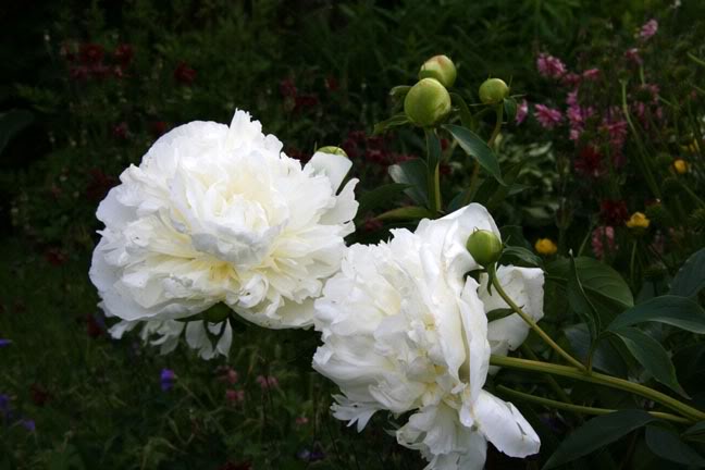 Juillet011700-2010033.jpg