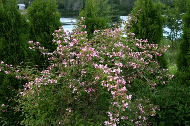 Juillet011700-2010036.jpg