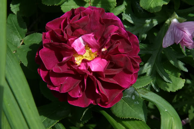 Juillet201015h00008.jpg