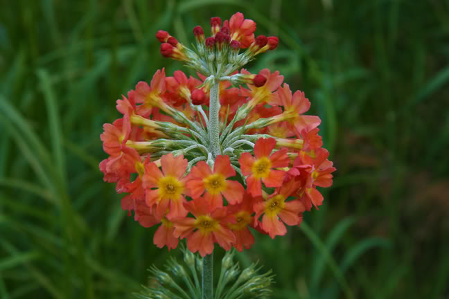 Juillet201015h00027.jpg