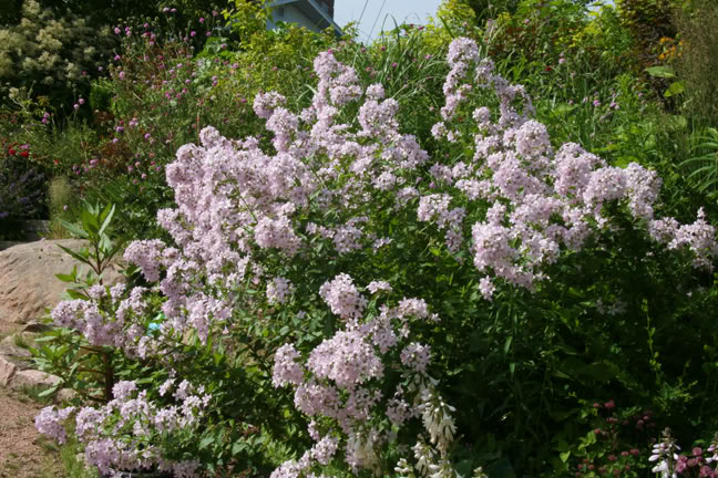 Juillet201015h00032.jpg