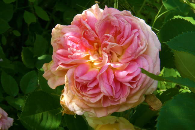 Juillet201015h00041.jpg