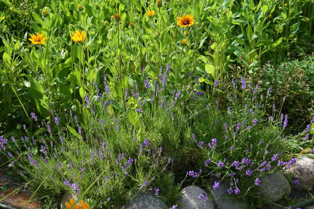 Juillet201015h00053.jpg