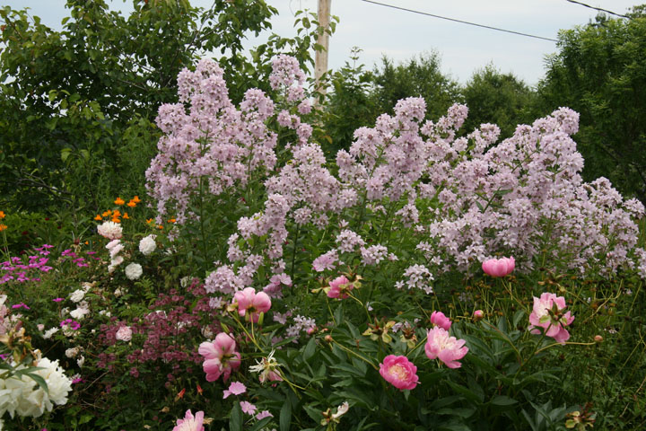 Juillet2012-07178256.jpg