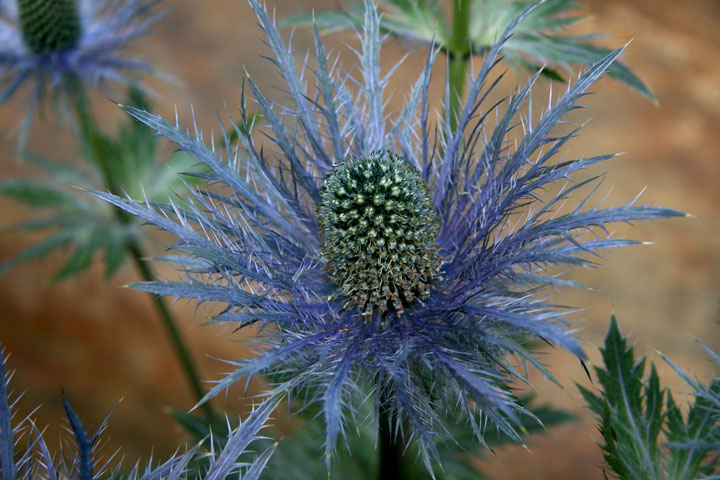 Juillet2012-07178264.jpg