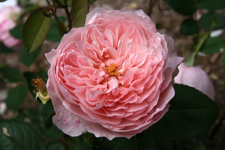 Juillet2012-07178269.jpg