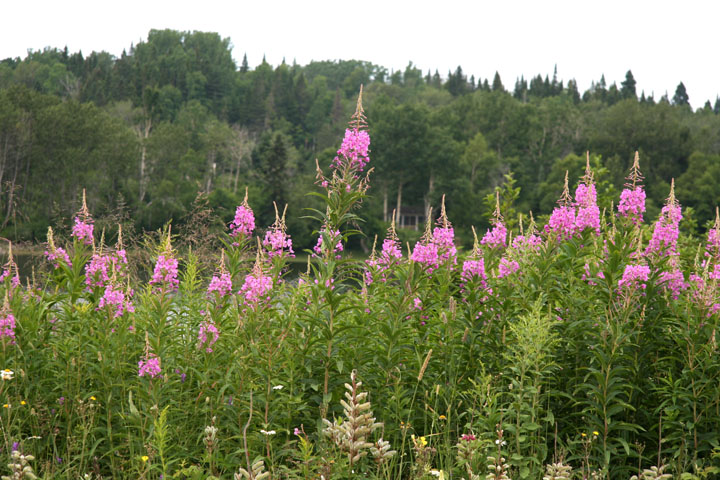 Juillet2012-07178277.jpg