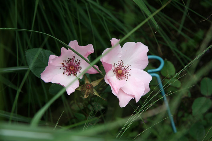 Juillet2012-07178281.jpg