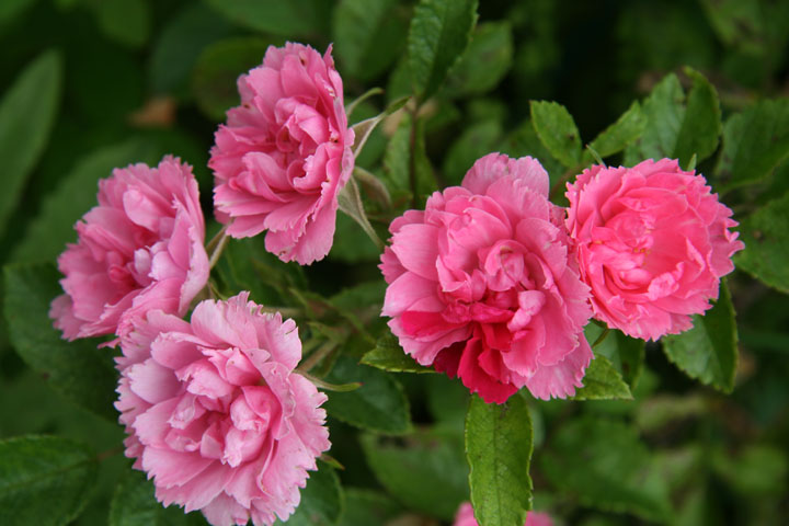 Juillet2012-07178283.jpg