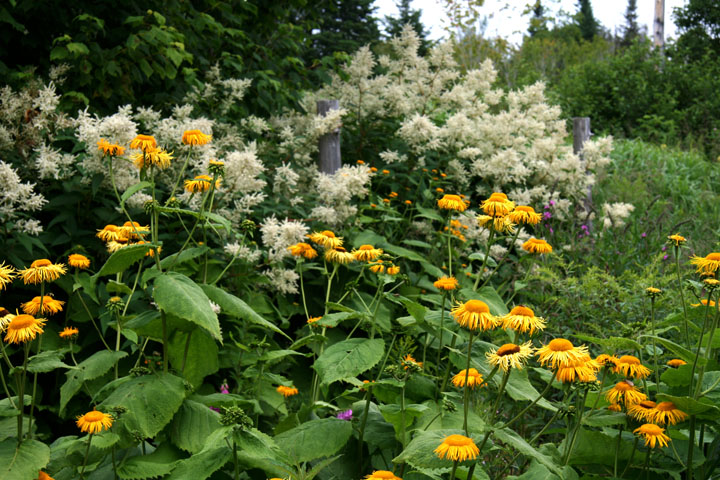 Juillet2012-07178286.jpg
