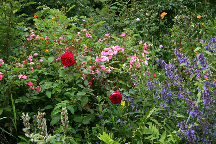 Juillet2012-07178287.jpg