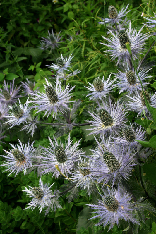 Juillet2012-07178288.jpg