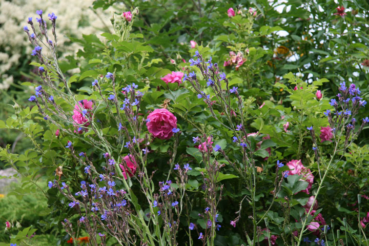 Juillet2012-07178291.jpg