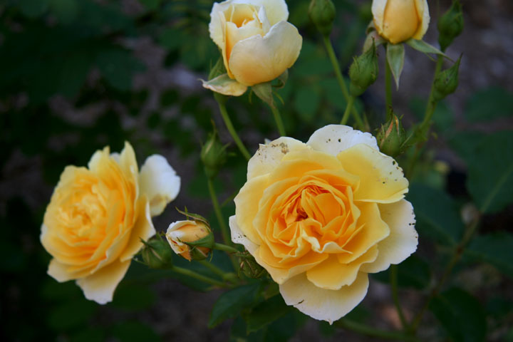 Juillet2012-07228399.jpg
