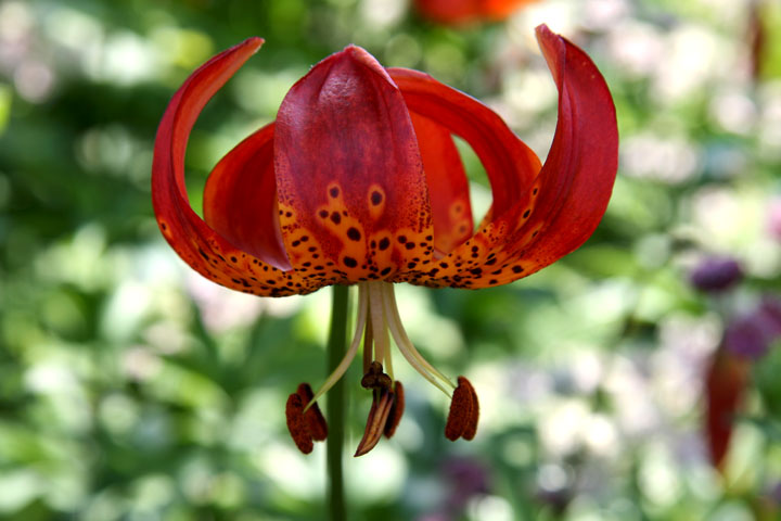 Juillet2012-07248404.jpg