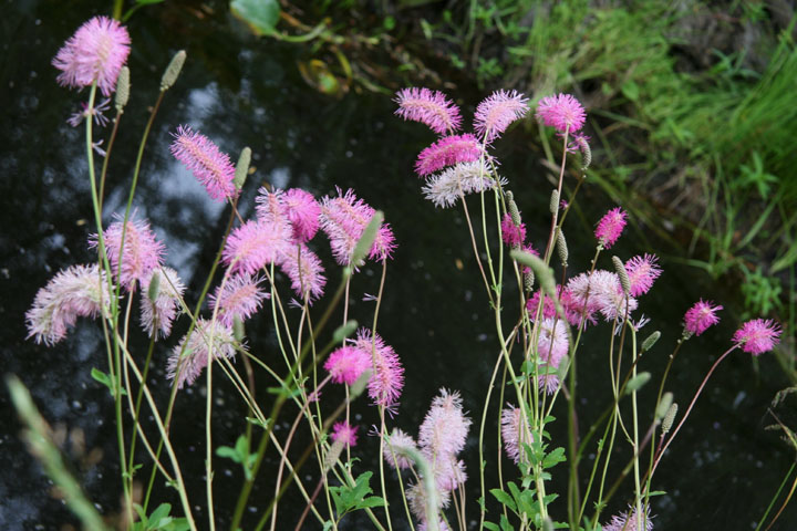 Juillet2012-08028422.jpg