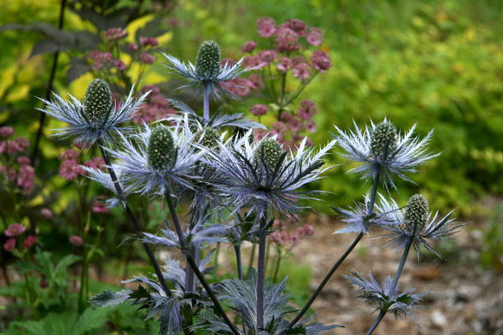 Juillet2012-08028436.jpg