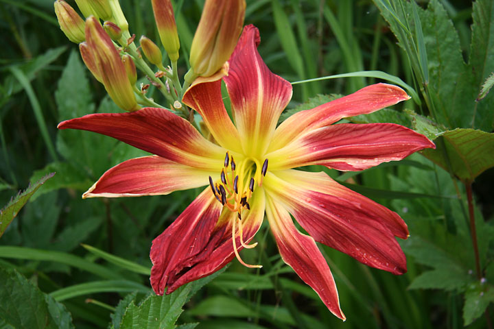 Juillet2012-08028441.jpg