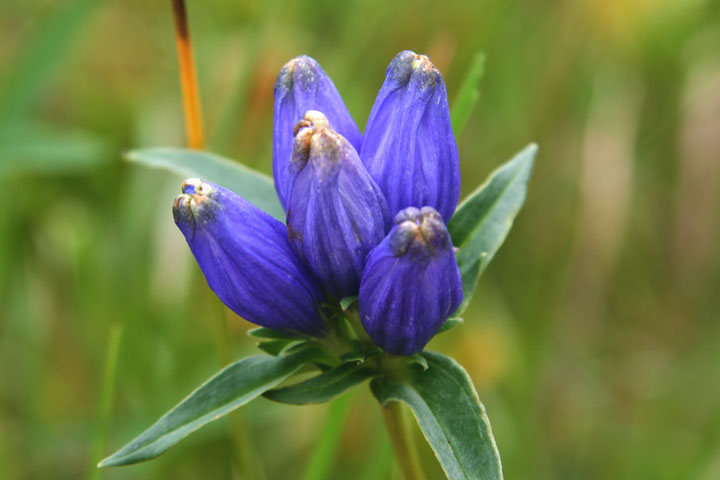 Juillet2012-08028444.jpg