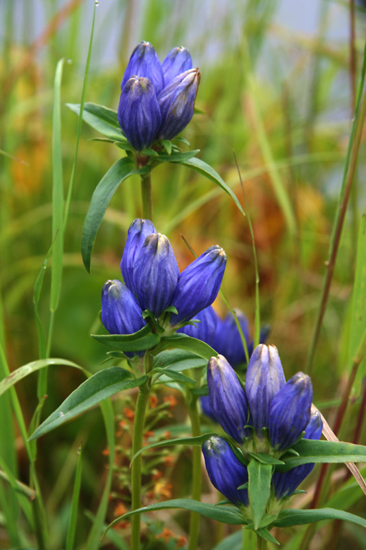 Juillet2012-08028445.jpg